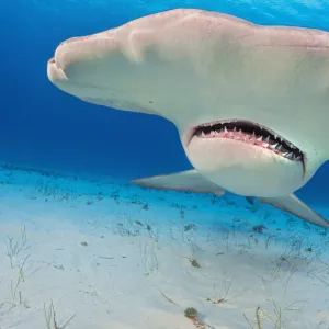 Great hammerhead shark (Sphyrna mokarran) portrait, South Bimini, Bahamas