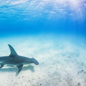 Great hammerhead shark (Sphyrna mokarran) swimming over a sandy seabed, Bimini, Bahamas