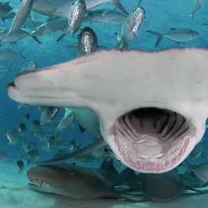 Great hammerhead shark (Sphyrna mokarran) mouth wide open, feeding in shallow water