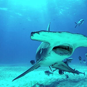 Great hammerhead shark (Sphyrna mokarran), critically endangered, swimming over sandy seabed accompanied by Blue runner jacks (Caranx crysos) and Remoras (Echeneis sp. ), Bimini, Bahamas, Caribbean Sea