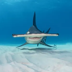 Great hammerhead shark print, shallow water image Great hammerhead shark print, shallow water image