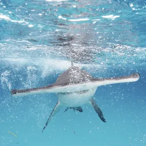 A Great hammerhead shark (Sphyrna mokarran) swimming towards the camera, Bimini, Bahamas A Great hammerhead shark (Sphyrna mokarran) swimming towards the camera, Bimini, Bahamas