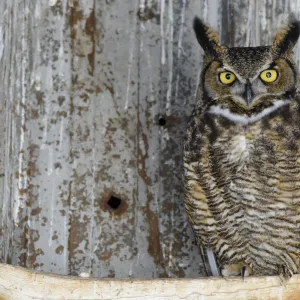 Great horned owl (Bubo virginianus) male roosting in an abandoned barn. Idaho, USA