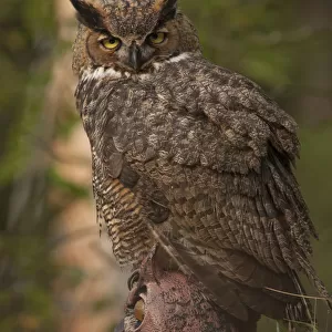 Great Horned Owl (Bubo virginianus) juvenile perched on owl model, Wisconsin, USA