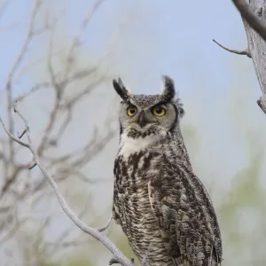 Great Horned Owl (Bubo virginianus) adult female portrait, Sublette County, Wyoming