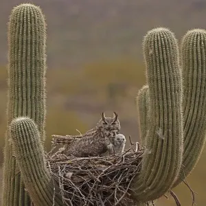Búho cornudo (Bubo virginianus) adulto y polluelo en nido en cactus saguaro. Búho cornudo (Bubo virginianus) adulto y polluelo en nido en cactus saguaro.