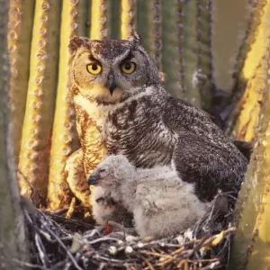 Great horned owl (Bubo virginianus) adult with chicks in nest Arizona, USA Sonoran Desert Great horned owl (Bubo virginianus) adult with chicks in nest Arizona, USA Sonoran Desert
