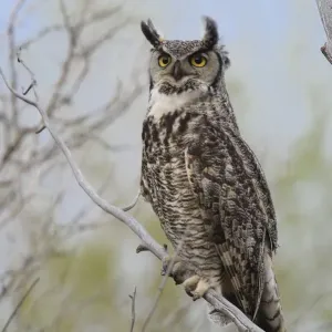 Great Horned Owl (Bubo virginianus) adult female portrait, Sublette County, Wyoming Great Horned Owl (Bubo virginianus) adult female portrait, Sublette County, Wyoming