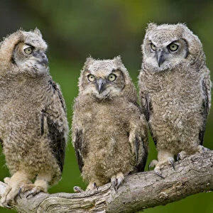 Great horned owl (Bubo virginianus) chicks. Captive bred, occurs in the Americas