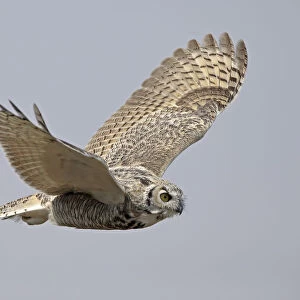 Great horned owl (Bubo virginianus) in flight. Saskatchewan, Canada, August