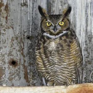 Grand hibou des pins (Bubo virginianus) mâle se reposant dans une grange abandonnée. Idaho, États-Unis. Grand hibou des pins (Bubo virginianus) mâle se reposant dans une grange abandonnée. Idaho, États-Unis.