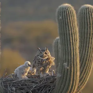 Print of Great horned owls on Saguaro cactus nest in Arizona landscape Print of Great horned owls on Saguaro cactus nest in Arizona landscape