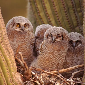 Great horned owls (Bubo virginianus), young in nest, Arizona, USA Sonoran Desert