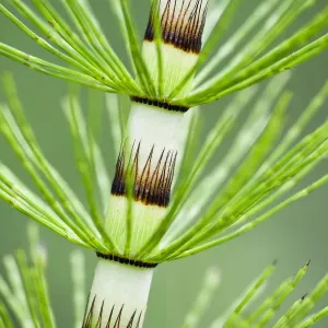 Großes Eibeigoldwurzel (Equisetum telmateia), Näherung zum Stiel im Poloniny-Nationalpark in den Westkarpaten Großes Eibeigoldwurzel (Equisetum telmateia), Näherung zum Stiel im Poloniny-Nationalpark in den Westkarpaten