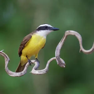 Great kiskadee (Pitangus sulphuratus) perched on a twisted branch, Pantanal wetlands, Mato Grosso, Brazil Great kiskadee (Pitangus sulphuratus) perched on a twisted branch, Pantanal wetlands, Mato Grosso, Brazil