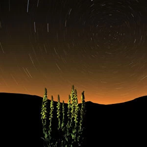 Great mullein (Verbascum thapsus) at night with startrails, Monti Sibillini National Park