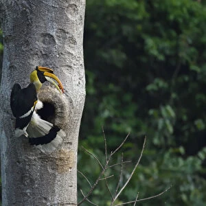 Great pied hornbill (Buceros bicornis) bird photographed perched on a tree on its