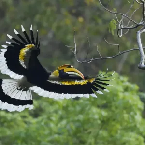 Great Pied Hornbill Print - Flight Over Hong Bung He, China Great Pied Hornbill Print - Flight Over Hong Bung He, China