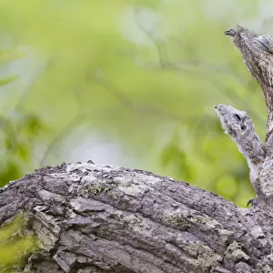 Great potoo (Nyctibius grandis) female with young resting on a branch, Pantanal, Mato Grosso