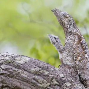 Great Potoo Female with Young Print Great Potoo Female with Young Print