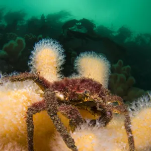 Great spider crab (Hyas araneus) on Deadmans fingers (Alcyonium digitatum) coral