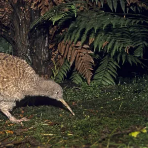 Great Spotted Kiwi (Apteryx hstii) foraging in rainforest habitat at night, NW Nelson