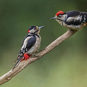 Great Spotted Woodpecker (Dendrocopos major) adult male feeding young, Oisterwijk