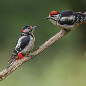 Great Spotted Woodpecker (Dendrocopos major) adult male feeding young, Oisterwijk