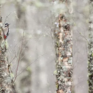 Great spotted woodpecker (Dendrocopos major) in snowfall, Aviemore, Highlands, Scotland