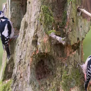 Great spotted woodpecker (Dendrocopos major) left, and Middle spotted woodpecker Great spotted woodpecker (Dendrocopos major) left, and Middle spotted woodpecker