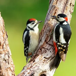 Great Spotted Woodpecker Print: Male Feeds Juvenile in Germany Great Spotted Woodpecker Print: Male Feeds Juvenile in Germany