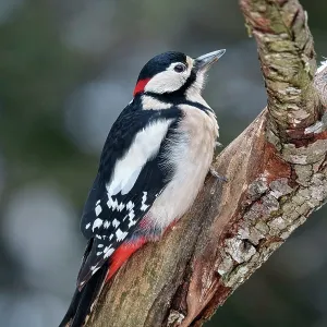 Great spotted woodpecker (Dendrocopos major) perched on a branch, Bialowieza Forest UNESCO World Heritage Site, Poland. December