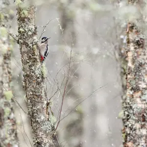 Great spotted woodpecker (Dendrocopos major) in snowfall, Aviemore, Highlands, Scotland Great spotted woodpecker (Dendrocopos major) in snowfall, Aviemore, Highlands, Scotland