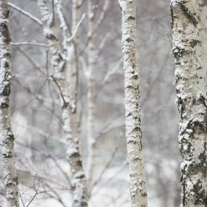 Great spotted woodpecker (Dendrocopus major) in birch forest, Cairngorms National Park