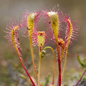 Great sundew (Drosera anglica) with insects caught on leaves, Flow country, Sutherland