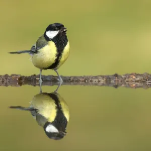Great Tit (Parus major) drinking at garden pond, Scotland, UK. July Great Tit (Parus major) drinking at garden pond, Scotland, UK. July