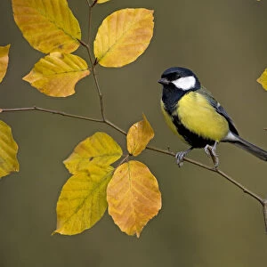 Great tit (Parus major) perched on autumn Beech twig, UK