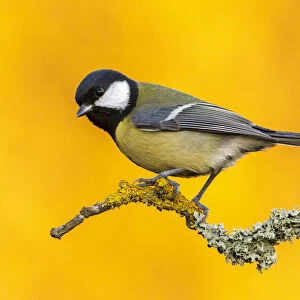 Great Tit (Parus major) perched on branch with yellow from autumn trees in the background