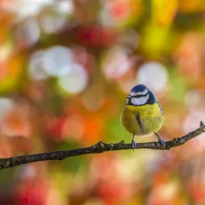 Great tit (Parus major), perched on tree, Monmouthshire, Wales, UK. December