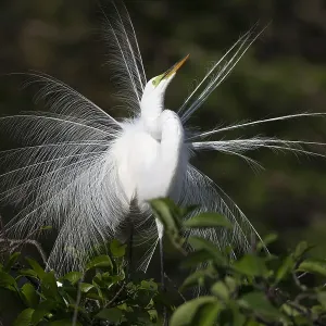Great white egret (Ardea alba) displaying in rookery at Wakodahatchee Wetlands, Florida, USA Great white egret (Ardea alba) displaying in rookery at Wakodahatchee Wetlands, Florida, USA