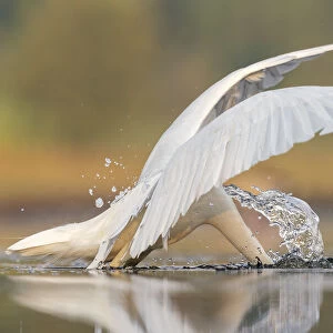 Great white egret (Ardea alba) diving to catch prey in shallow pond