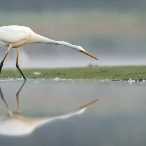 Great White Egret Print: Shallow Pond Scene Great White Egret Print: Shallow Pond Scene
