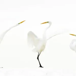 Grand aigrette blanche (Ardea alba) groupe de trois en hiver, parc national de Kiskunsag, Hongrie. Grand aigrette blanche (Ardea alba) groupe de trois en hiver, parc national de Kiskunsag, Hongrie.