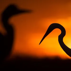 Great white egret silhouetted at sunset print Great white egret silhouetted at sunset print
