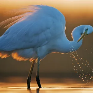 Great white egret (Ardea alba) splashing, Hungary, January