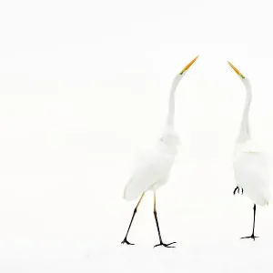 Print of Two Great White Egrets in Winter, Hungary Print of Two Great White Egrets in Winter, Hungary
