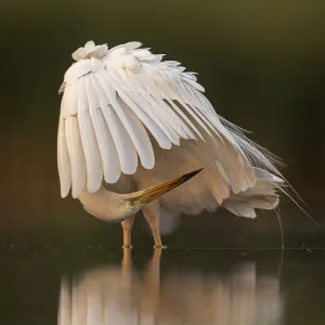 Great white egret (Egretta Alba) preening its feathers, Valkenhorst Nature Reserve