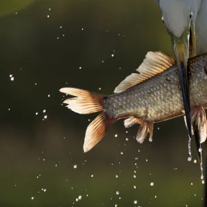 Great white egret (Egretta alba or Ardea alba) catching cyprionid fish or carp in fish farm