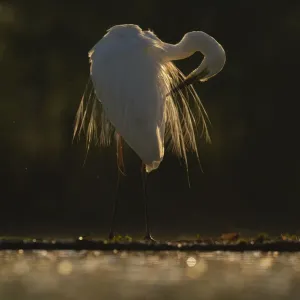 Great White Egret Print, Hungary Great White Egret Print, Hungary