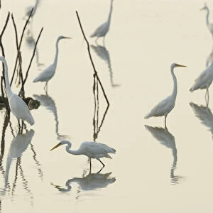 Great white egrets (Casmerodius albus) reflected in Pulicat Lake, Tamil Nadu, India, January 2013